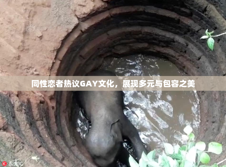 同性恋者热议GAY文化，展现多元与包容之美