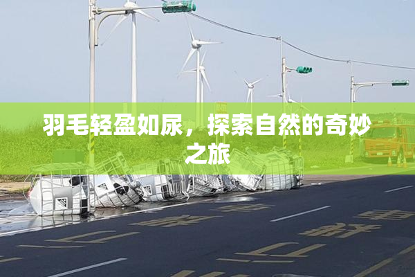 羽毛轻盈如尿，探索自然的奇妙之旅