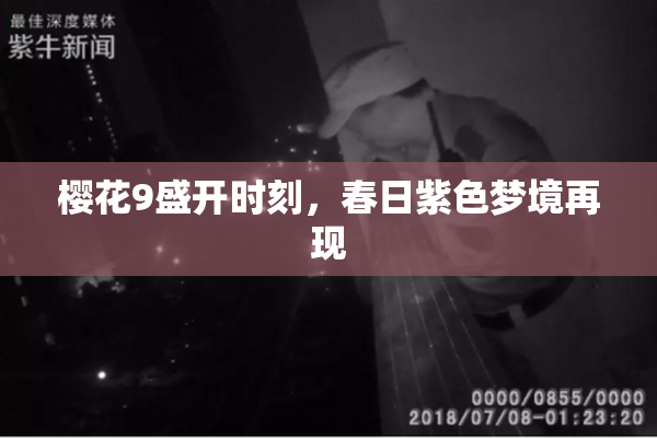 樱花9盛开时刻，春日紫色梦境再现