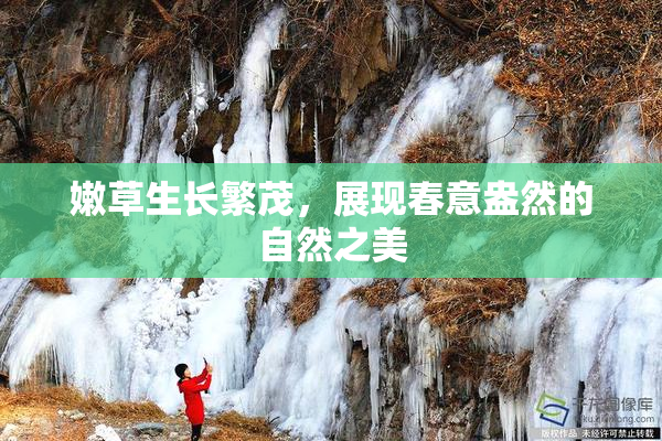 嫩草生长繁茂，展现春意盎然的自然之美