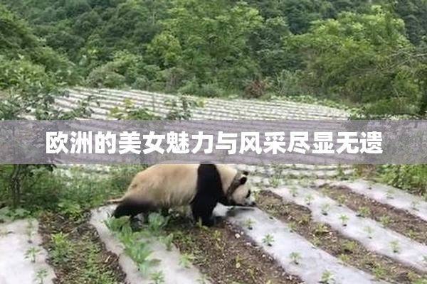 欧洲的美女魅力与风采尽显无遗