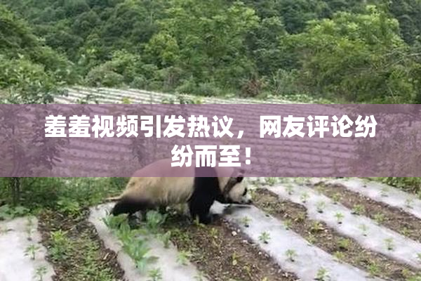 羞羞视频引发热议，网友评论纷纷而至！