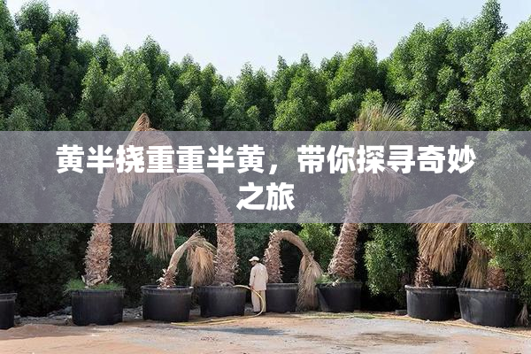 黄半挠重重半黄，带你探寻奇妙之旅