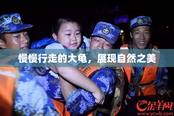 慢慢行走的大龟，展现自然之美