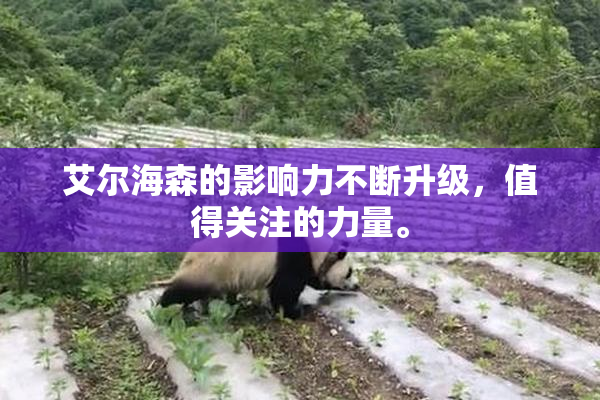 艾尔海森的影响力不断升级，值得关注的力量。