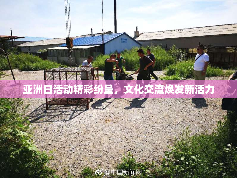 亚洲日活动精彩纷呈，文化交流焕发新活力