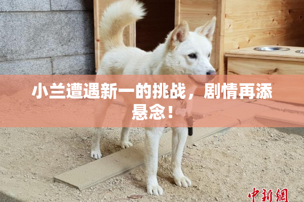 小兰遭遇新一的挑战，剧情再添悬念！