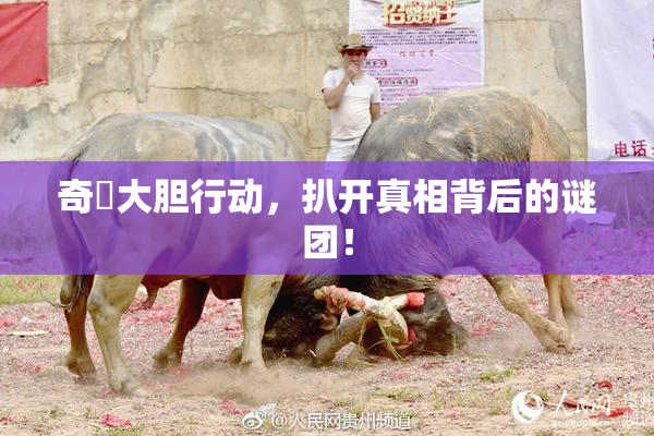 奇犽大胆行动，扒开真相背后的谜团！