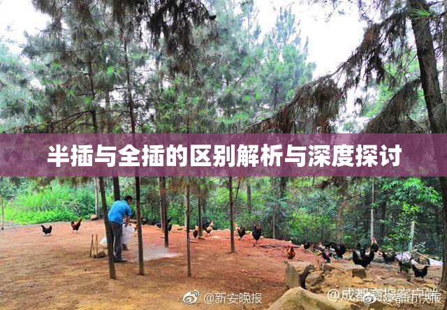 半插与全插的区别解析与深度探讨