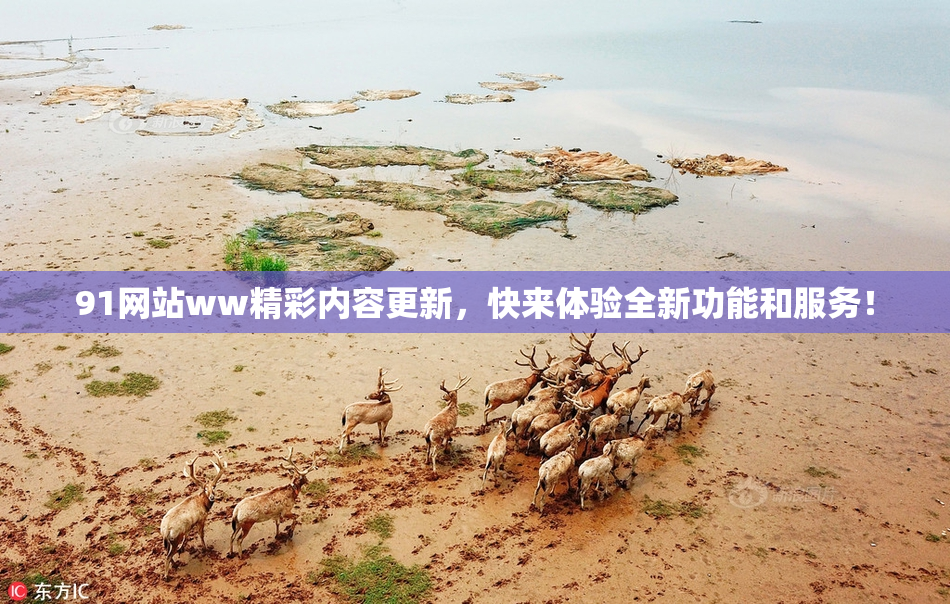 91网站ww精彩内容更新，快来体验全新功能和服务！