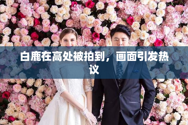 白鹿在高处被拍到，画面引发热议