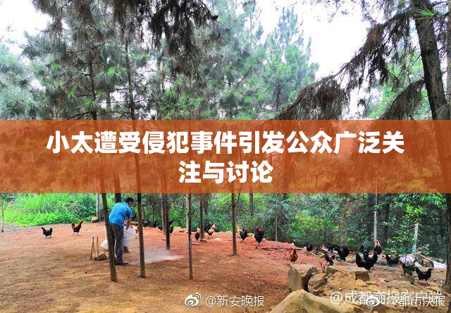 小太遭受侵犯事件引发公众广泛关注与讨论