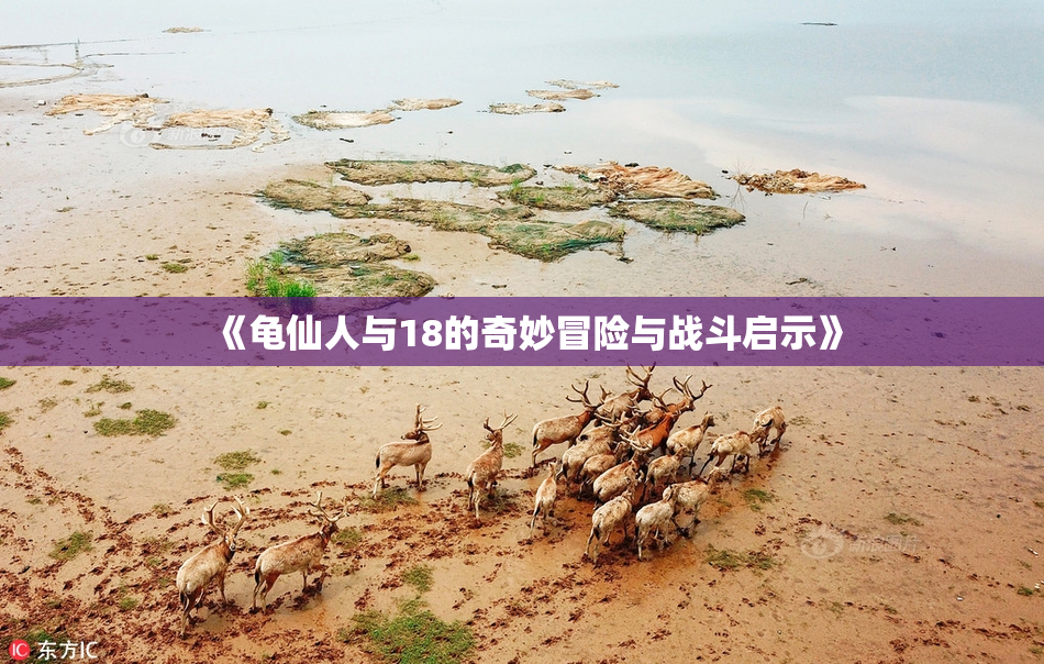 《龟仙人与18的奇妙冒险与战斗启示》