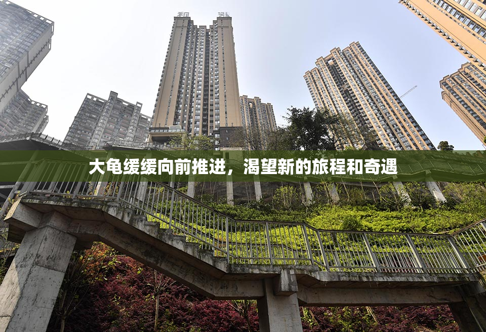 大龟缓缓向前推进，渴望新的旅程和奇遇