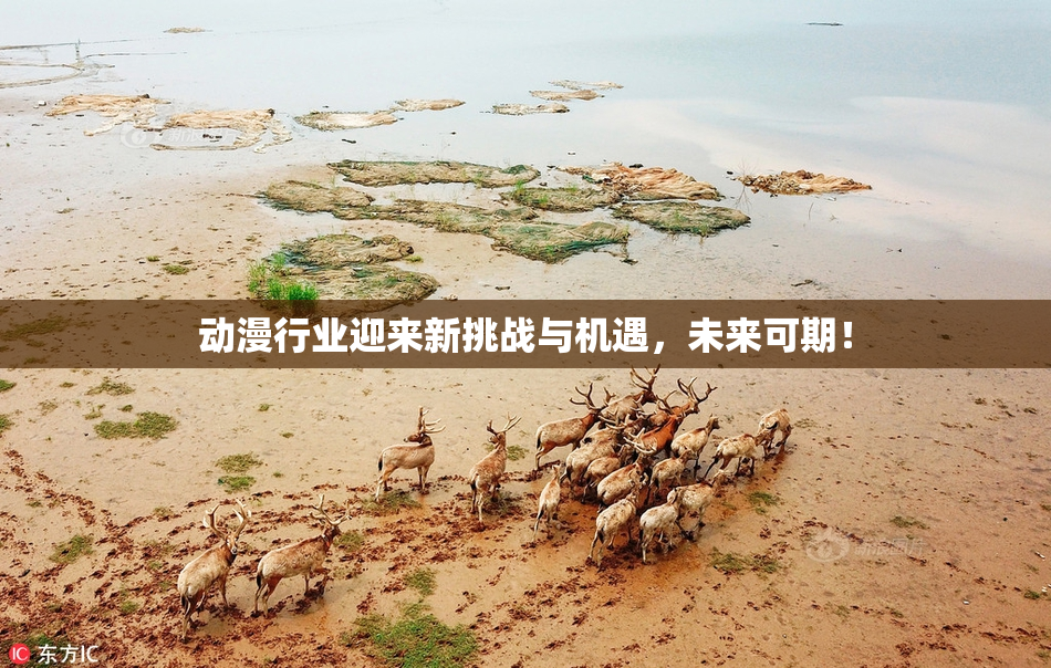 动漫行业迎来新挑战与机遇，未来可期！
