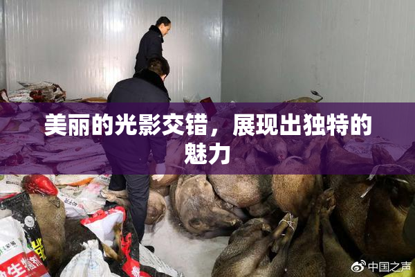 美丽的光影交错，展现出独特的魅力