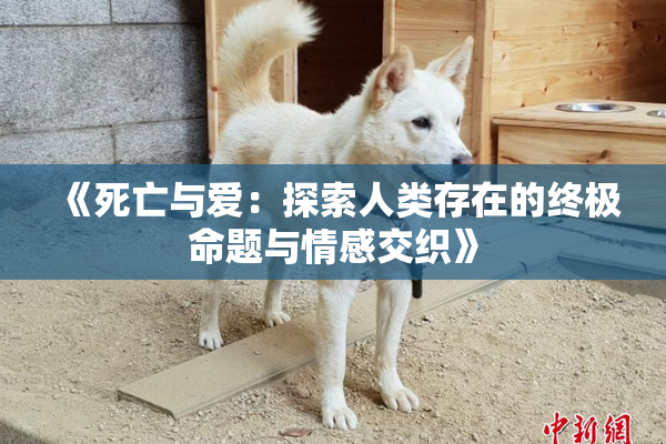 《死亡与爱：探索人类存在的终极命题与情感交织》