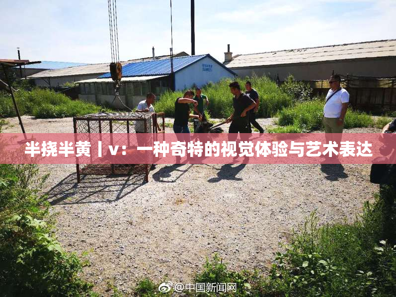 半挠半黄丨v：一种奇特的视觉体验与艺术表达