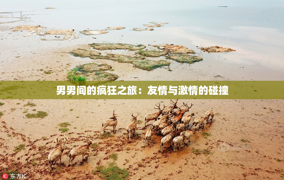 男男间的疯狂之旅：友情与激情的碰撞