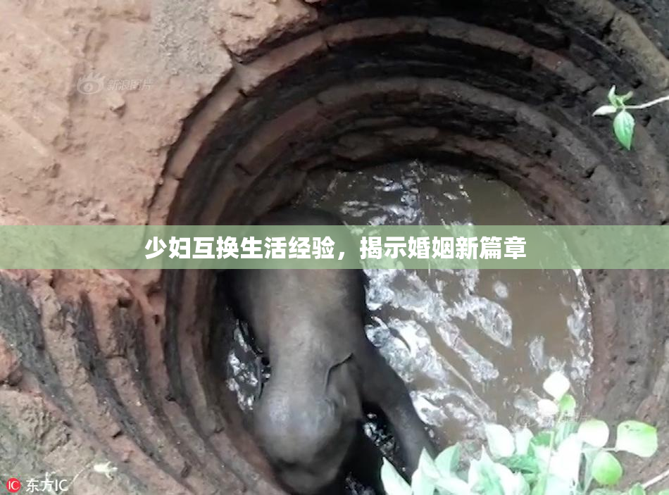 少妇互换生活经验，揭示婚姻新篇章