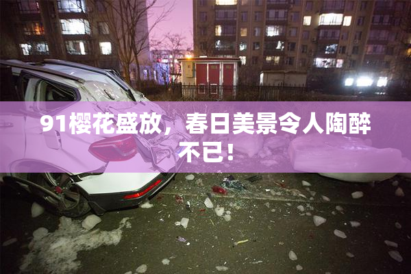 91樱花盛放，春日美景令人陶醉不已！