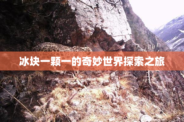 冰块一颗一的奇妙世界探索之旅