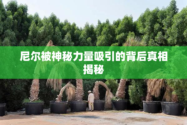 尼尔被神秘力量吸引的背后真相揭秘