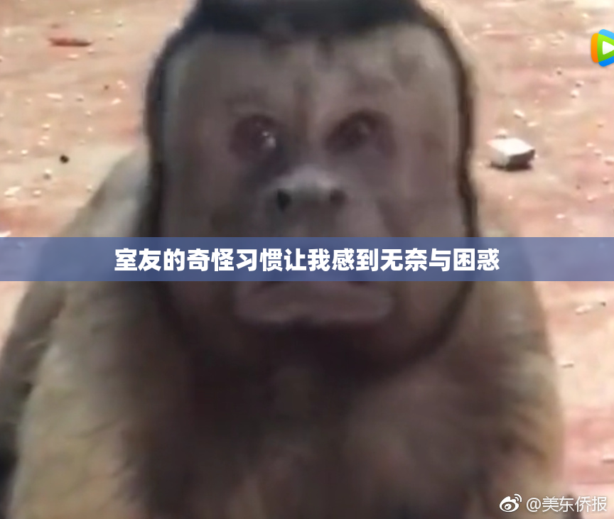 室友的奇怪习惯让我感到无奈与困惑