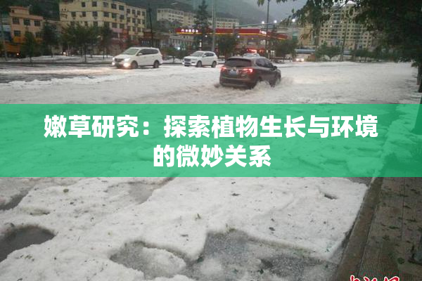 嫩草研究：探索植物生长与环境的微妙关系