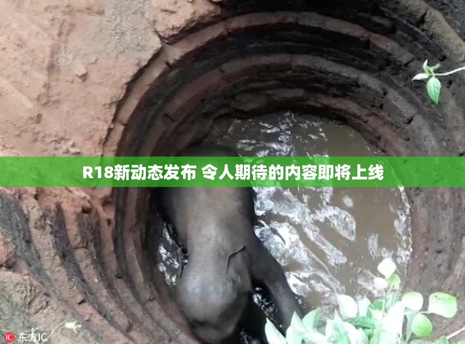 R18新动态发布 令人期待的内容即将上线