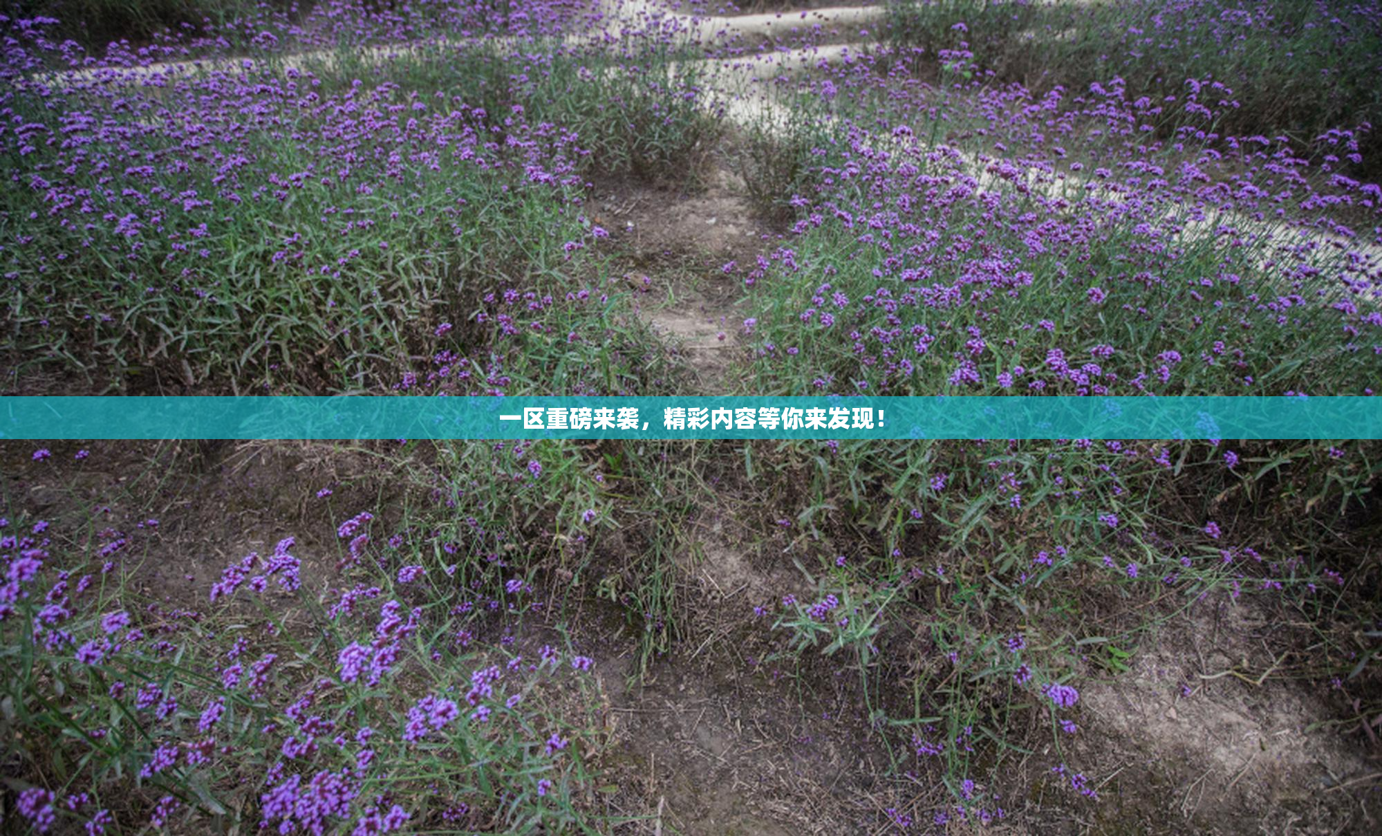 一区重磅来袭，精彩内容等你来发现！