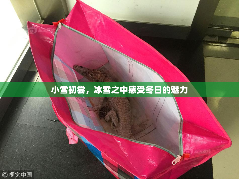小雪初尝，冰雪之中感受冬日的魅力