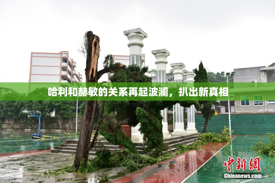 哈利和赫敏的关系再起波澜，扒出新真相