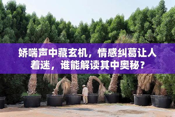 娇喘声中藏玄机，情感纠葛让人着迷，谁能解读其中奥秘？