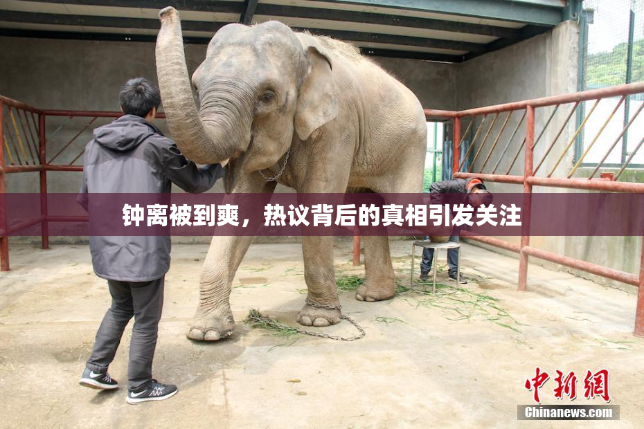 钟离被到爽，热议背后的真相引发关注