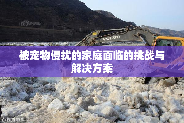被宠物侵扰的家庭面临的挑战与解决方案