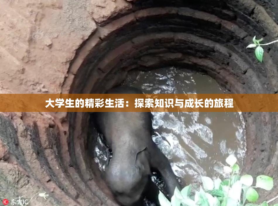 大学生的精彩生活：探索知识与成长的旅程