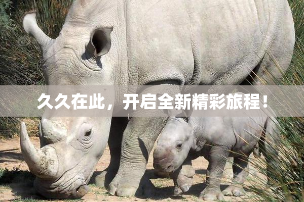 久久在此，开启全新精彩旅程！