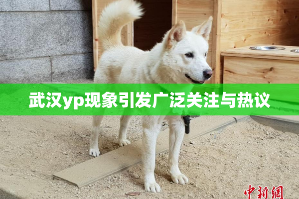 武汉yp现象引发广泛关注与热议