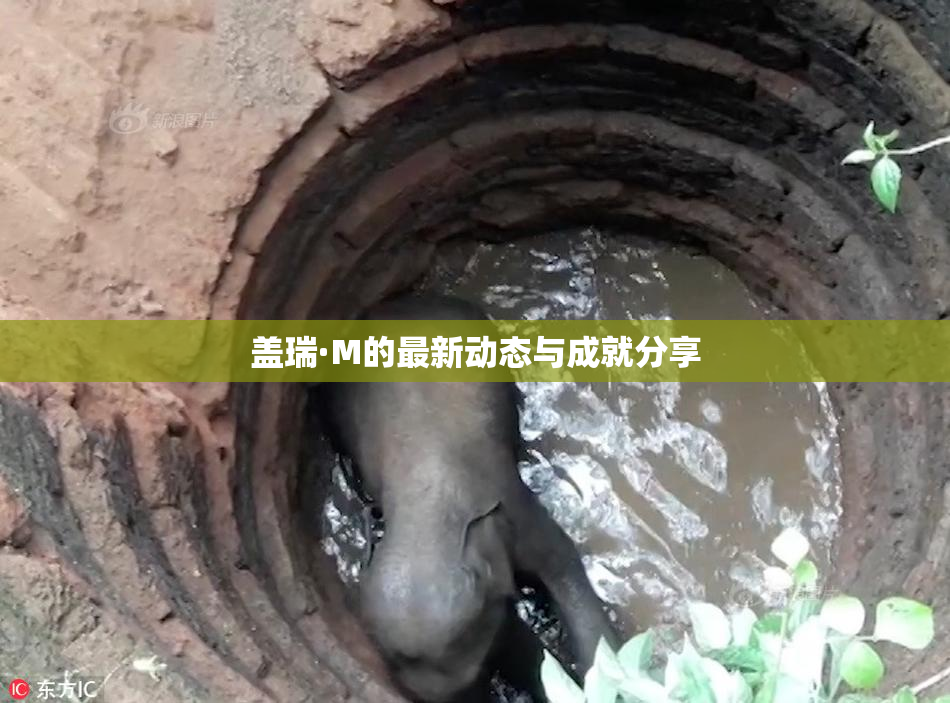 盖瑞·M的最新动态与成就分享