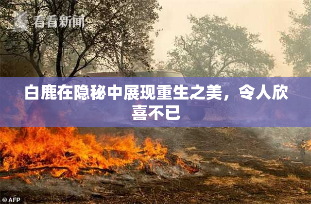 白鹿在隐秘中展现重生之美，令人欣喜不已