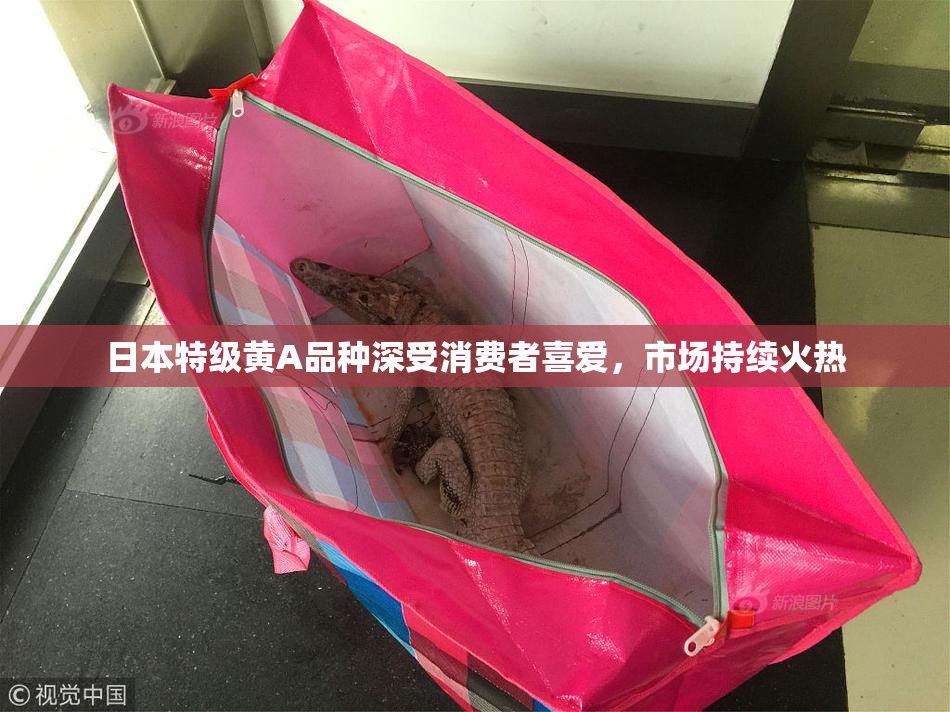 日本特级黄A品种深受消费者喜爱，市场持续火热