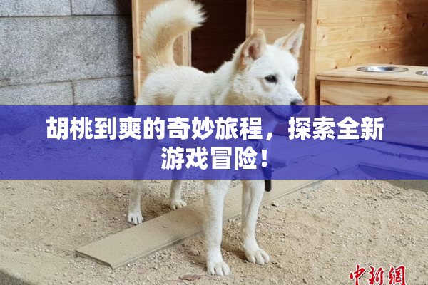 胡桃到爽的奇妙旅程，探索全新游戏冒险！