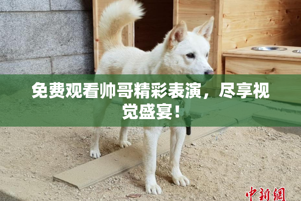免费观看帅哥精彩表演，尽享视觉盛宴！