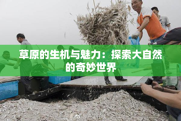 草原的生机与魅力：探索大自然的奇妙世界