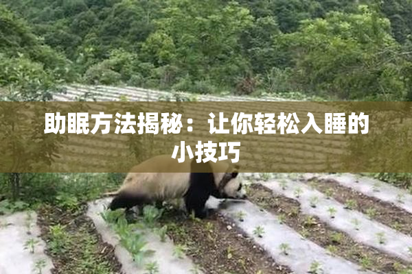 助眠方法揭秘：让你轻松入睡的小技巧