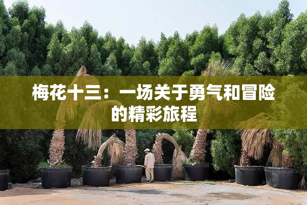 梅花十三：一场关于勇气和冒险的精彩旅程