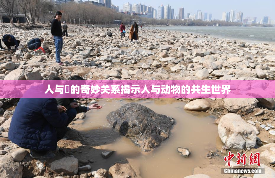 人与嘼的奇妙关系揭示人与动物的共生世界