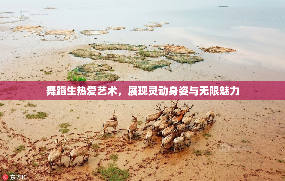 舞蹈生热爱艺术，展现灵动身姿与无限魅力