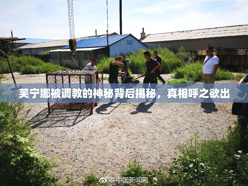 芙宁娜被调教的神秘背后揭秘，真相呼之欲出